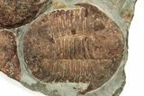 Large Asaphid Trilobite Mortality Plate - Impressive Display #229615-5